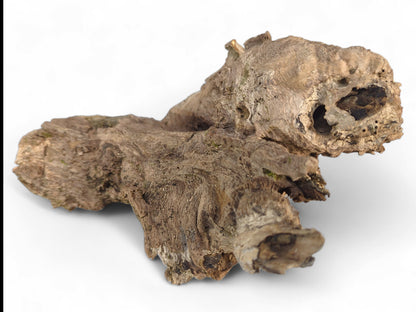Gnarled, irregular, light brown burl wood fragment with a rough, weathered texture and natural holes.
