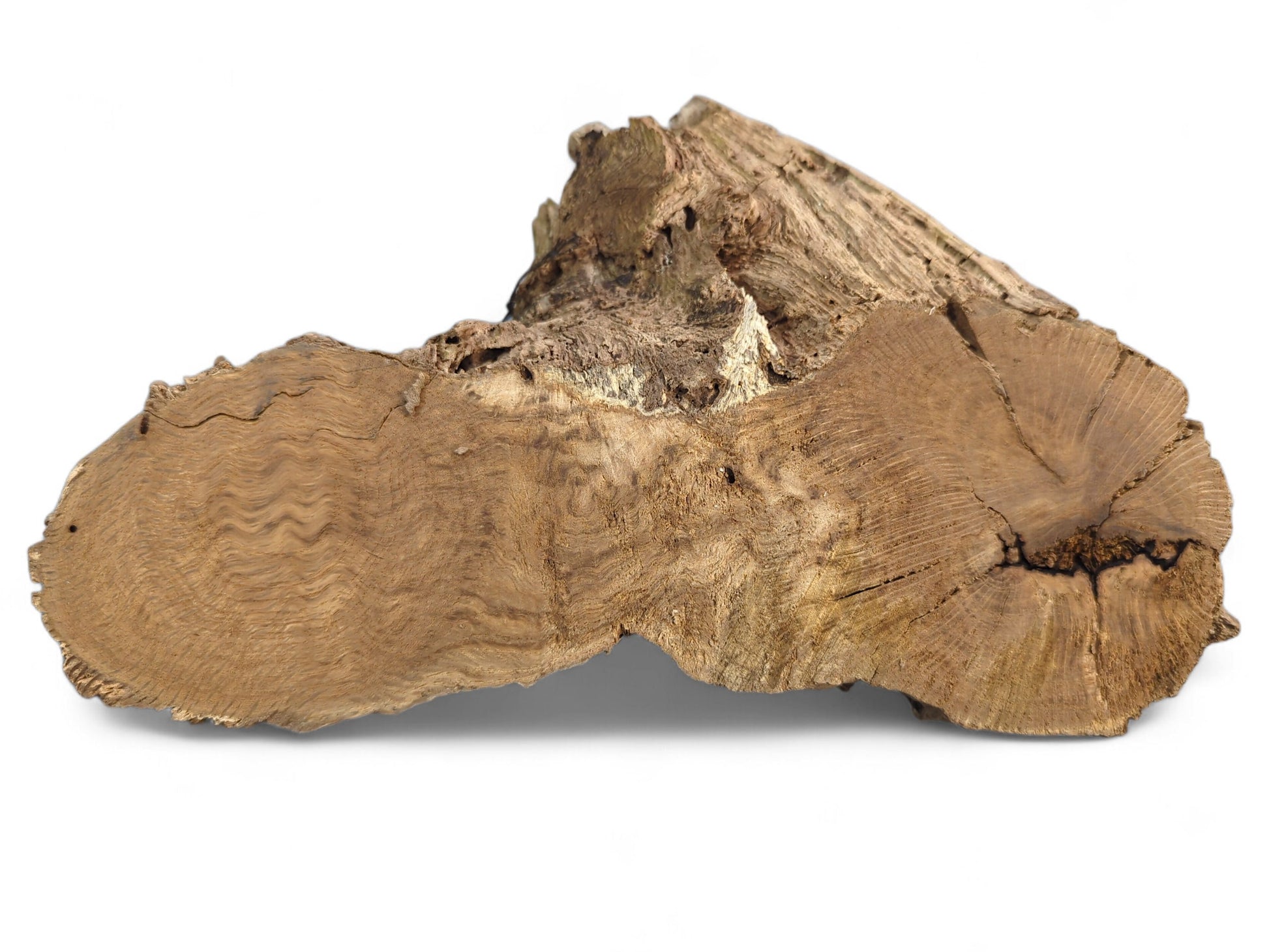Brown burl wood fragment with a prominent wavy grain cross-section and natural, rough weathered surfaces.