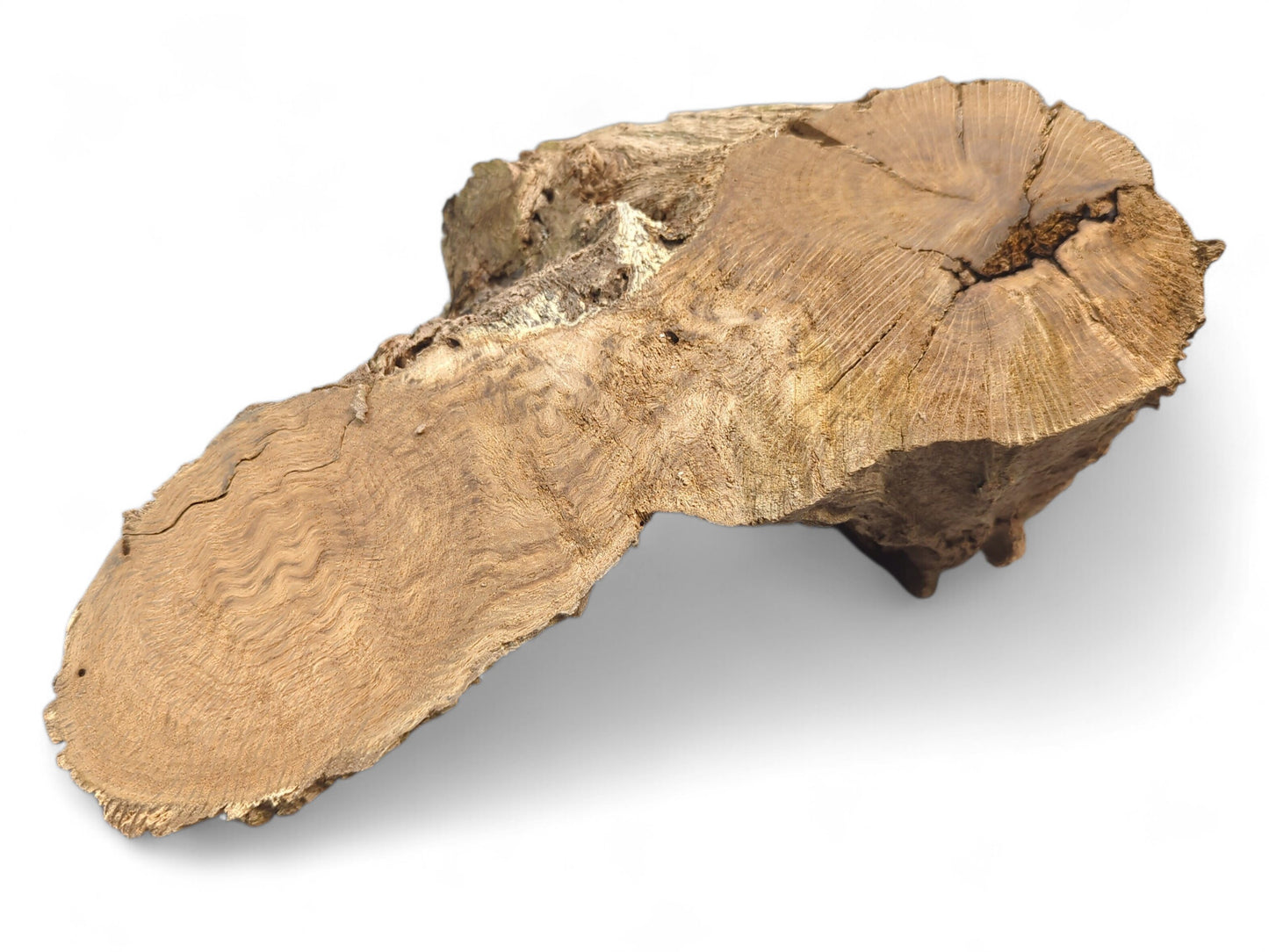 Light brown burl wood fragment with an irregular shape, rough texture, and visible wood grain patterns.
