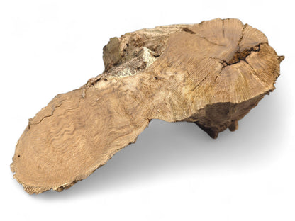 Light brown burl wood fragment with an irregular shape, rough texture, and visible wood grain patterns.