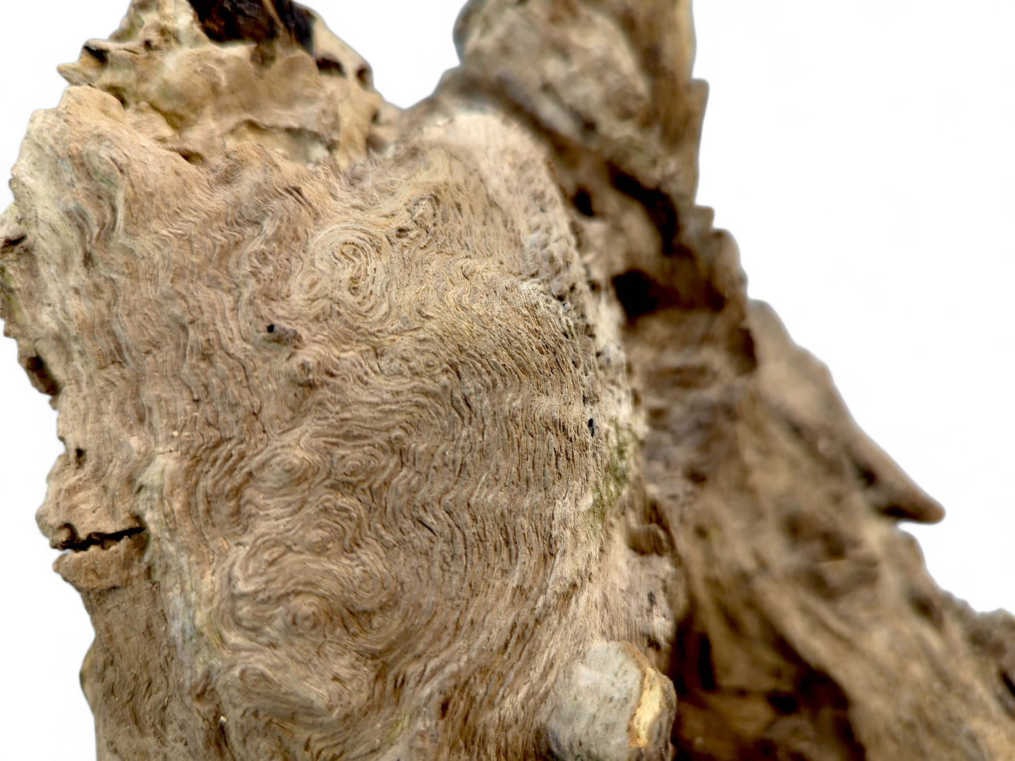 Irregularly shaped light brown burl wood fragment with deeply weathered surface and intricate swirling grain patterns.