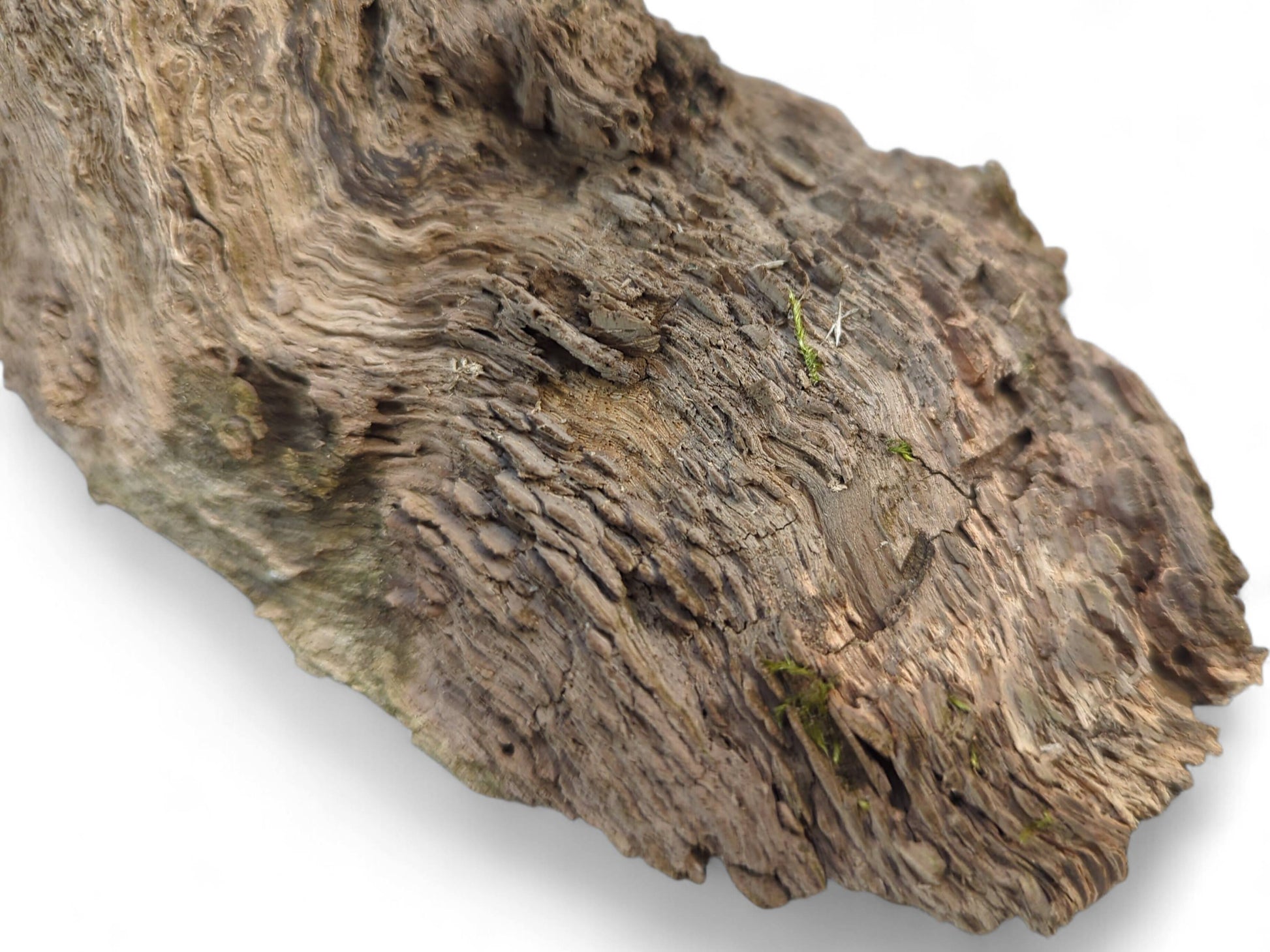 Untreated, gnarled burl wood fragment with a rough, weathered texture and natural gray-brown coloration.