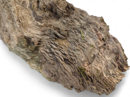 Untreated, gnarled burl wood fragment with a rough, weathered texture and natural gray-brown coloration.
