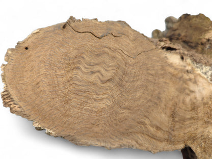 A light brown, natural burl wood cross-section displaying intricate, wavy grain patterns and weathered edges.