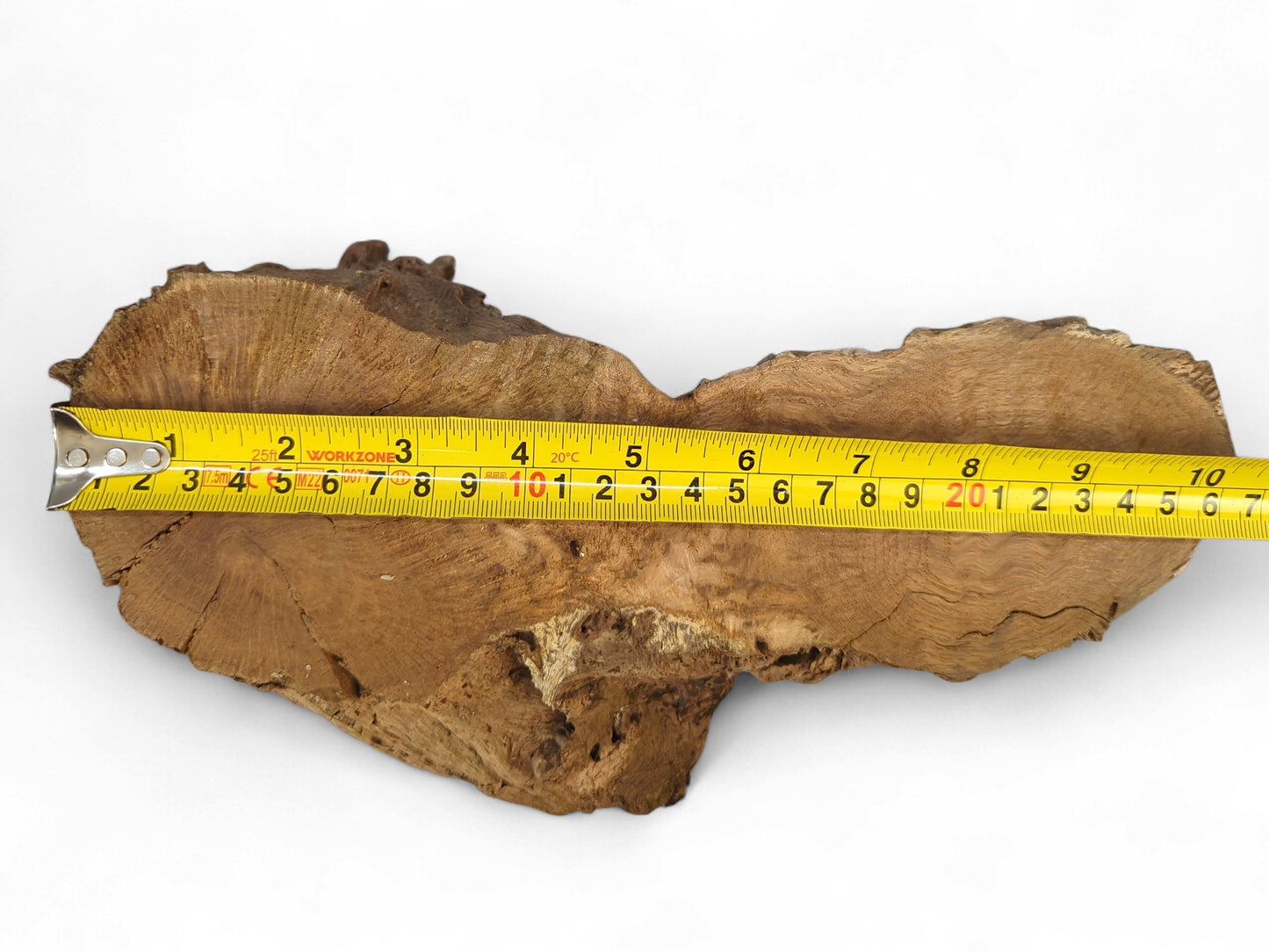 Yellow measuring tape shows the length of an irregular, rough, light brown burl wood fragment.
