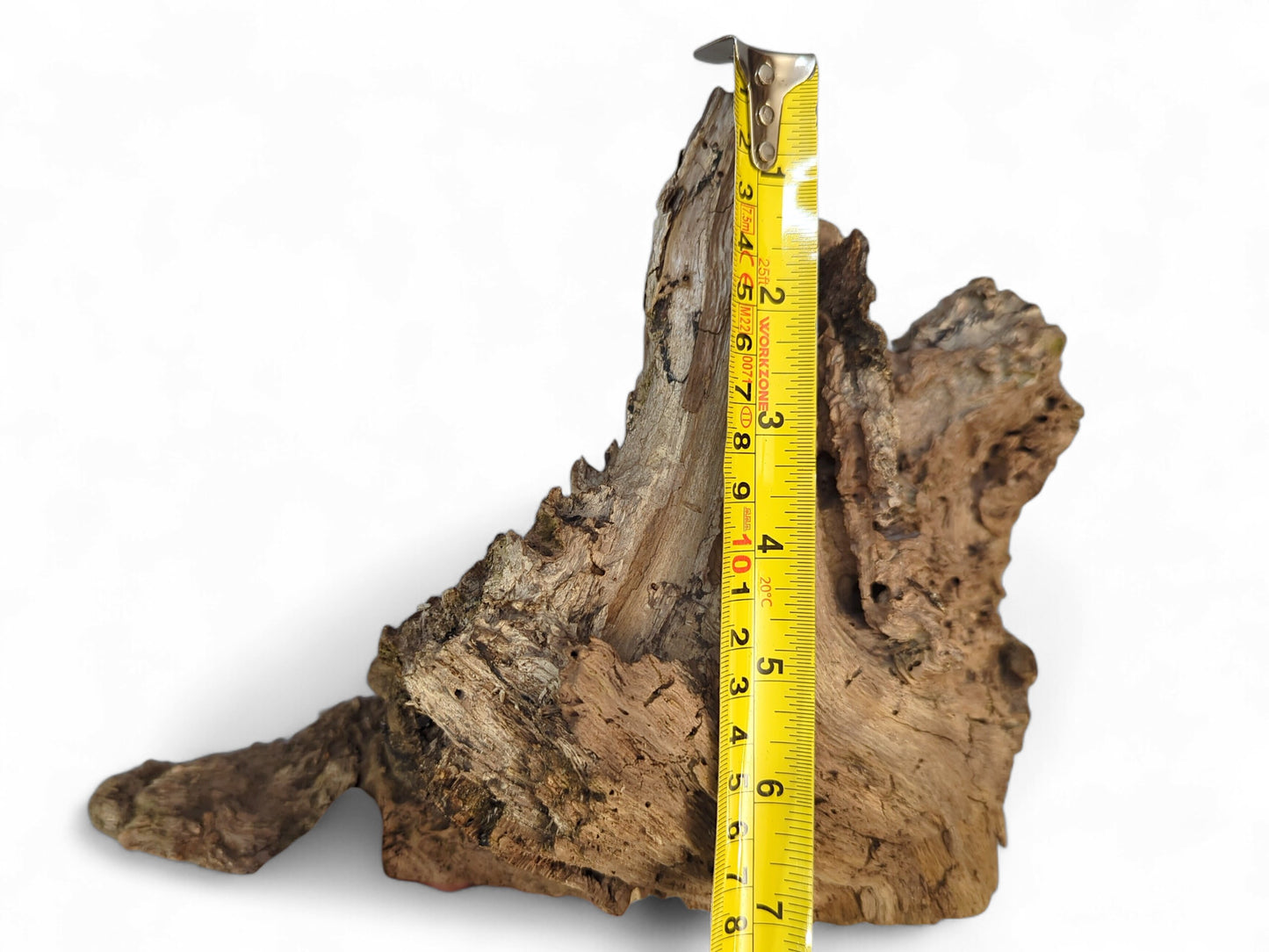 Gnarled, irregular light brown burl wood fragment with a rough texture, measured by a yellow tape.