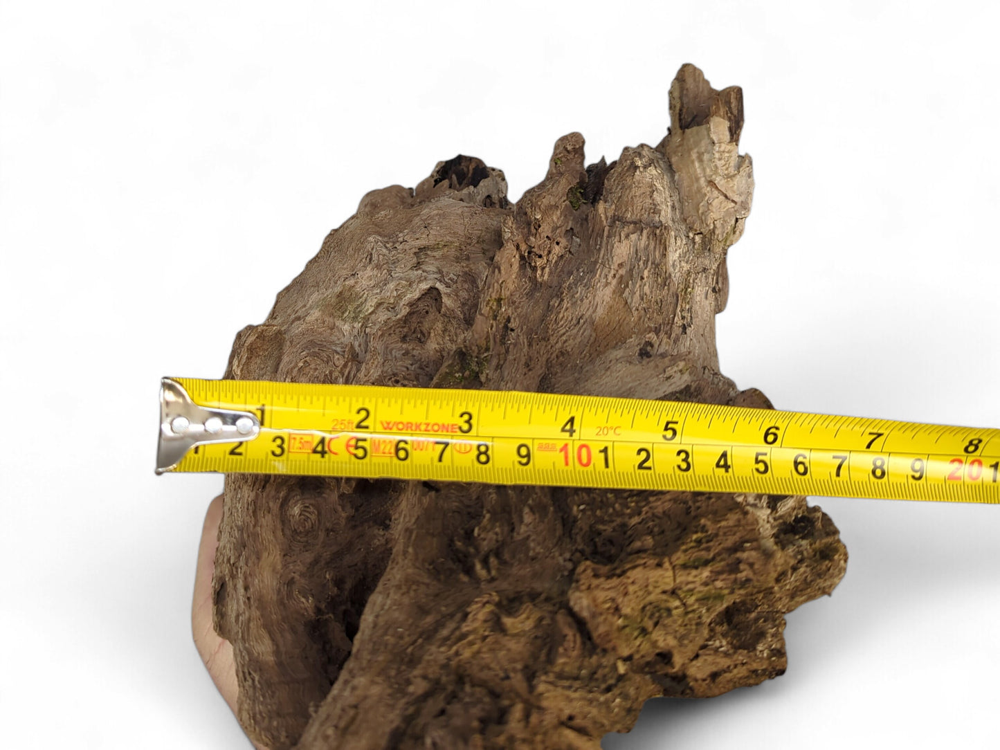 Rough, dark brown burl wood fragment, weathered and gnarled, measured by a yellow tape.