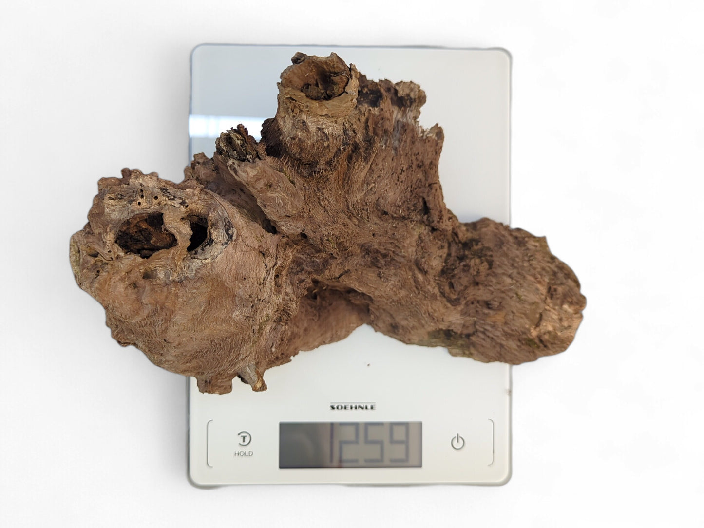 Dark brown, gnarled burl wood fragment with weathered surface sits on a digital scale displaying '1259'.