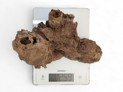 Dark brown, gnarled burl wood fragment with weathered surface sits on a digital scale displaying '1259'.