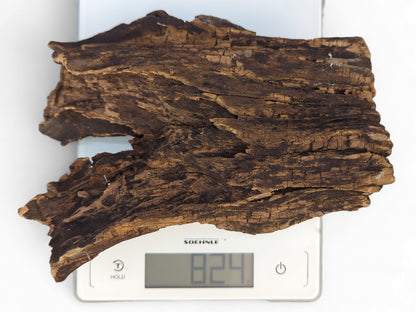 Aged, dark brown wood fragment with deep texture rests on a white digital scale displaying 824.