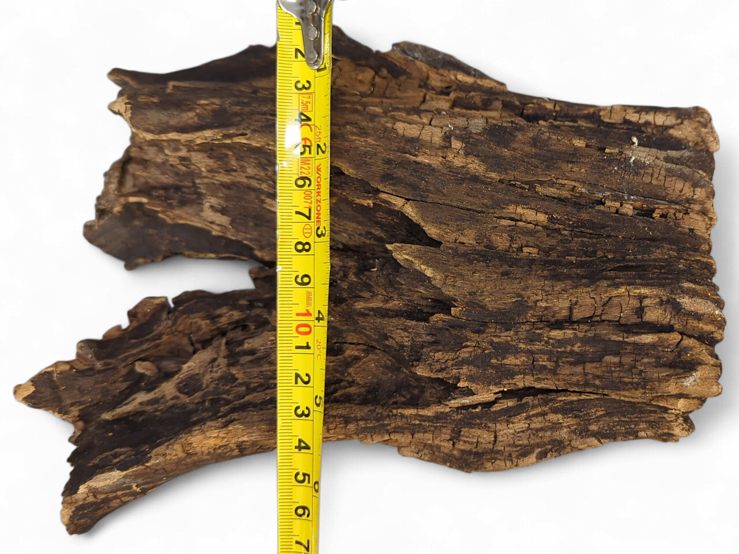 Deeply textured, dark brown wood fragment, featuring lighter areas and a vertical yellow measuring tape.