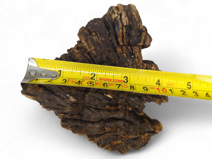 Irregular dark brown wood fragment, deeply textured, with a yellow tape measuring its width on white.