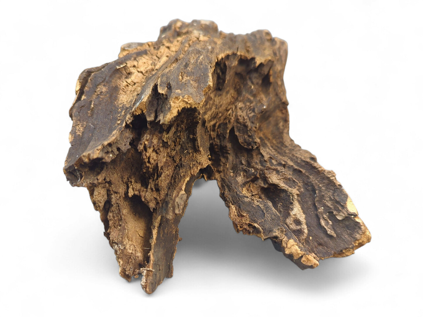 This irregular, dark brown wood fragment features deeply grooved texture and exposed lighter golden-brown sections.