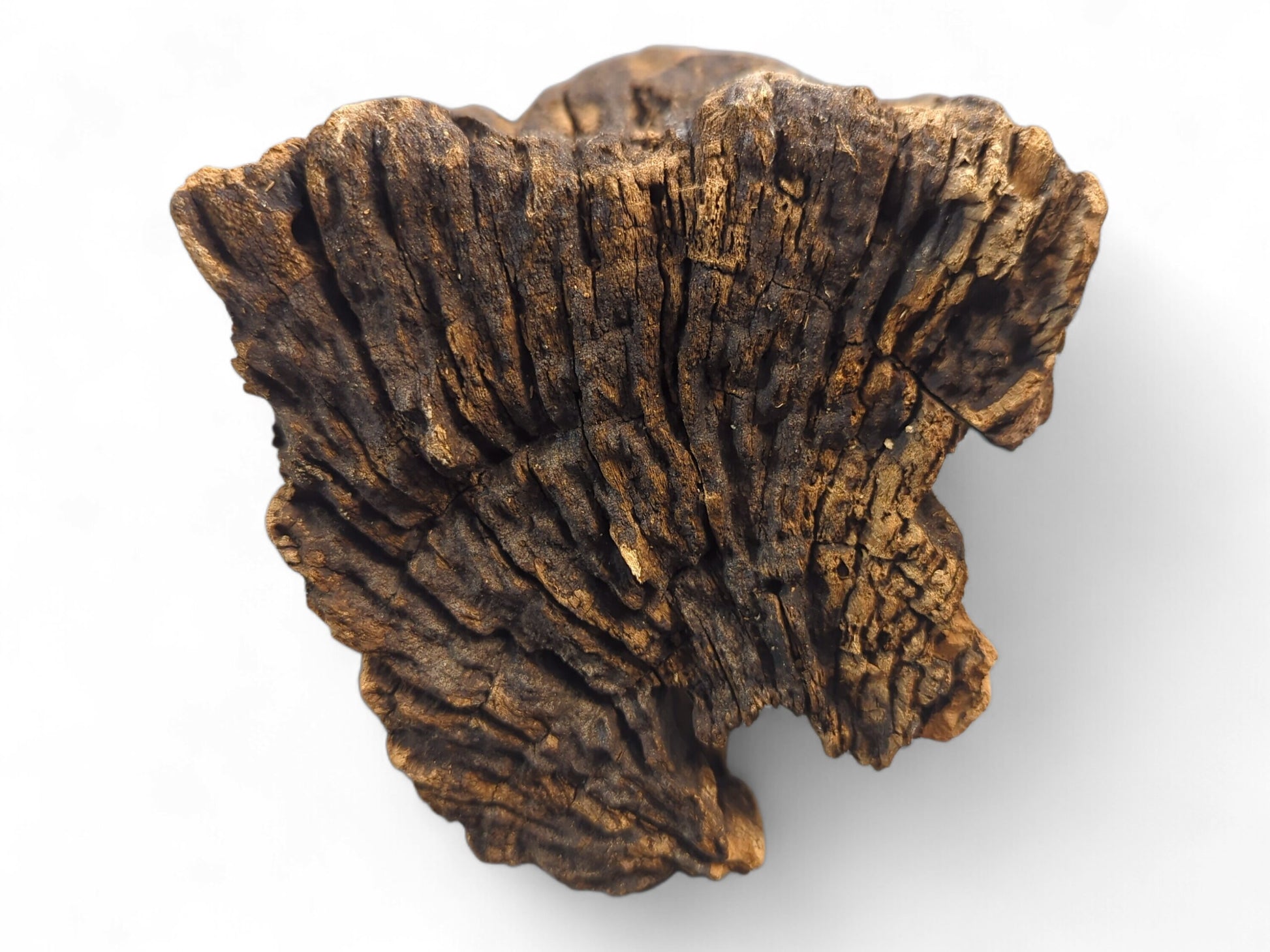 Heavily textured, dark brown wood piece with deep, weathered grooves and lighter golden-brown exposed sections.