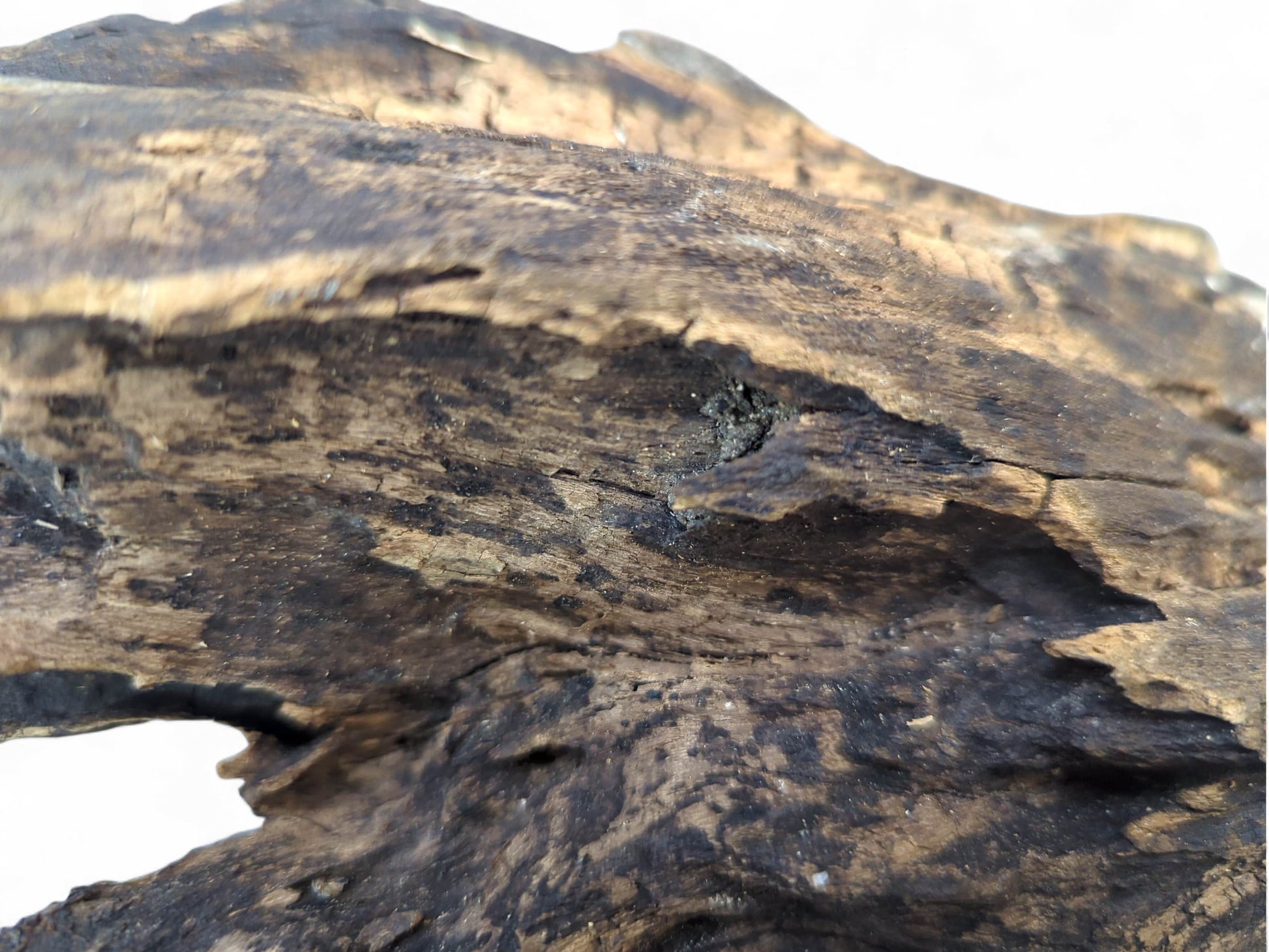 Close-up of an irregular dark brown wood fragment with deep grooves and lighter golden-brown sections.