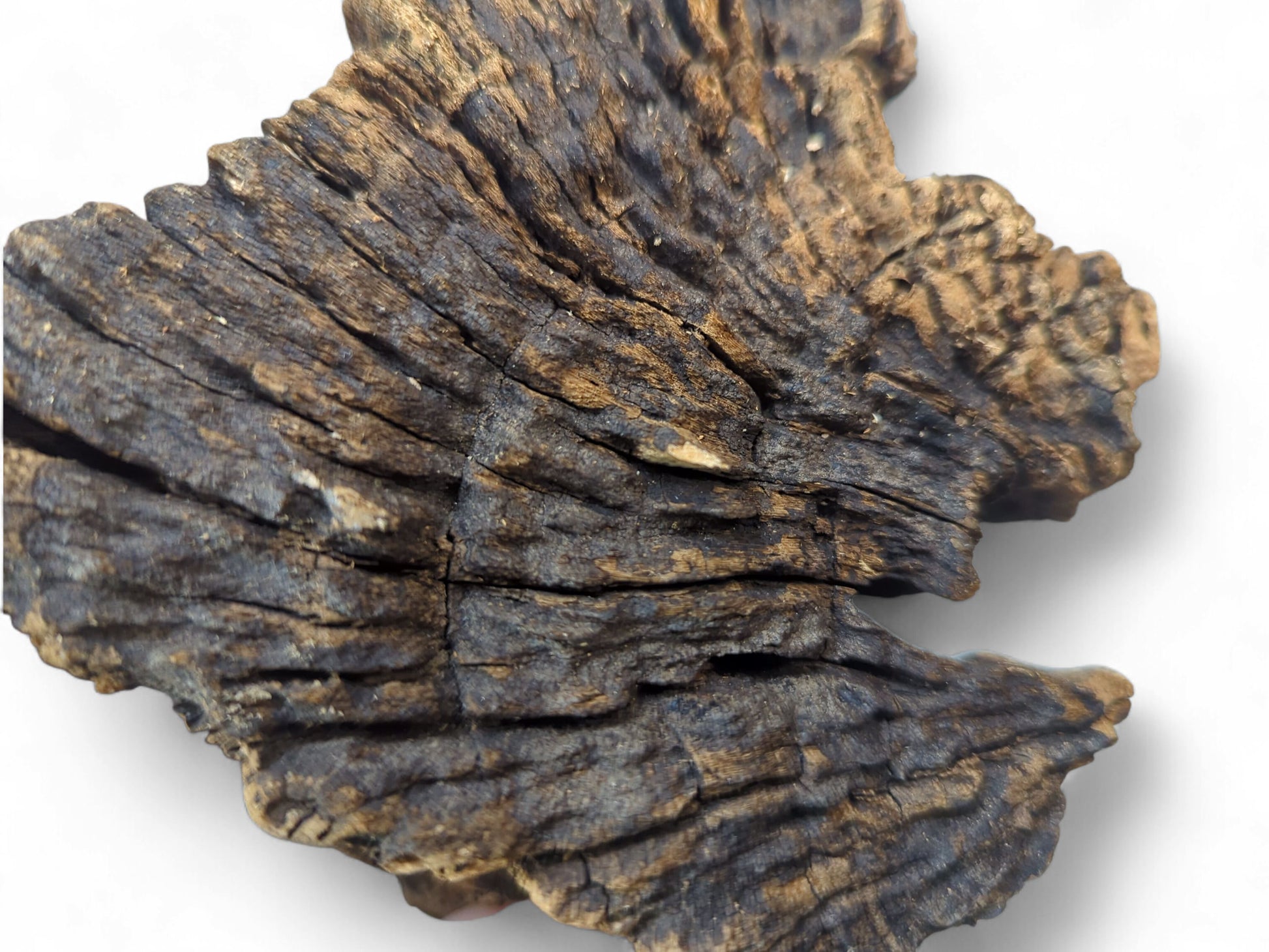 Organic, dark brown wood fragment displaying deep, weathered grooves and lighter golden-brown highlights on a white background.