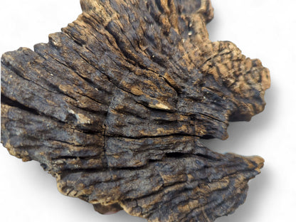 Organic, dark brown wood fragment displaying deep, weathered grooves and lighter golden-brown highlights on a white background.