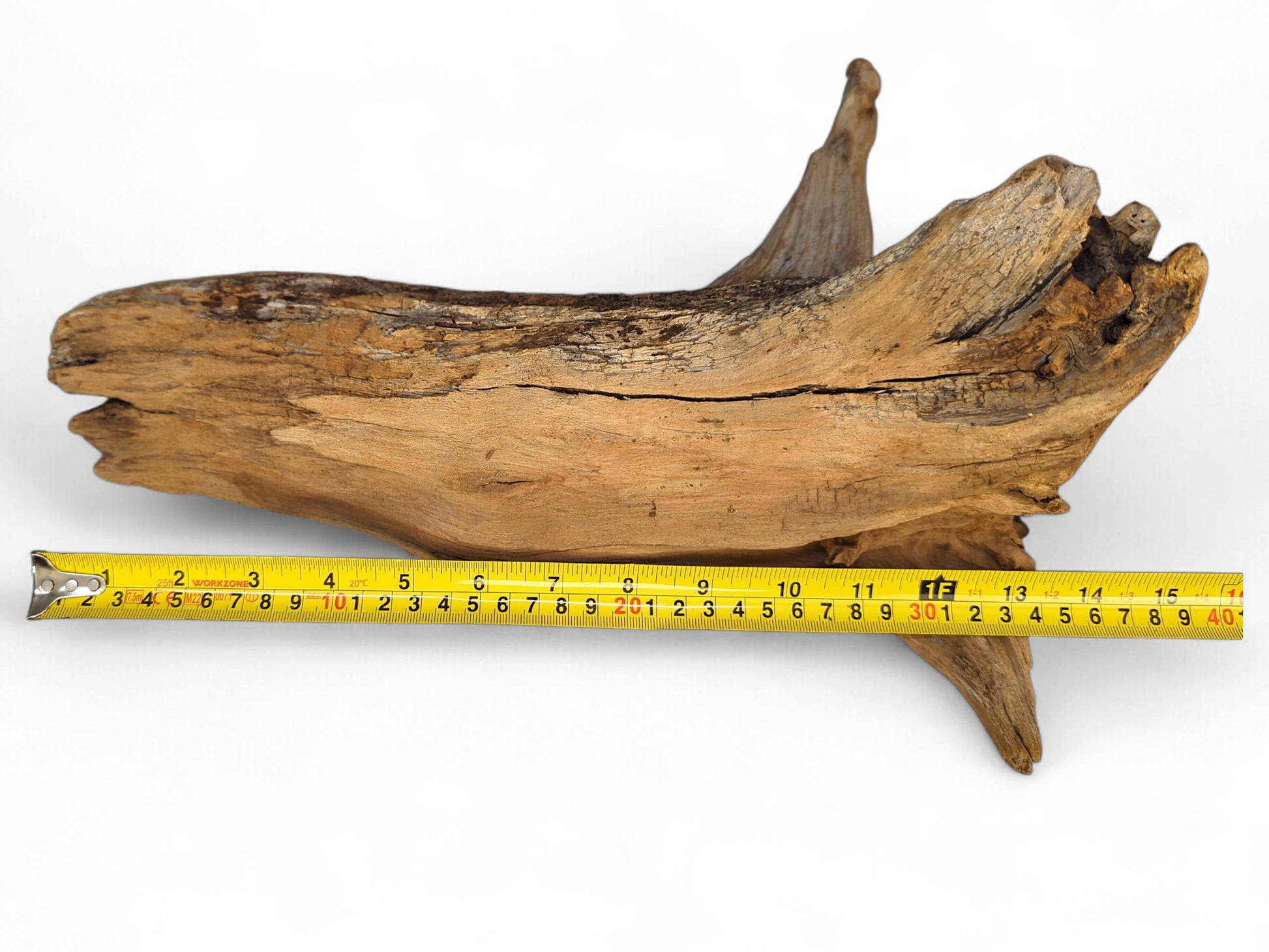 Weathered light brown root wood piece with gnarled texture, showing cracks, measured by yellow tape.