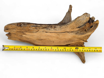 Weathered light brown root wood piece with gnarled texture, showing cracks, measured by yellow tape.