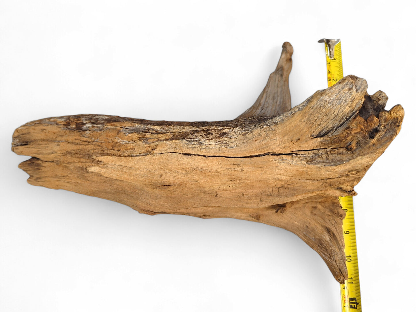 Irregularly shaped, light brown root wood piece with gnarled texture, a visible crack, and yellow measuring tape.