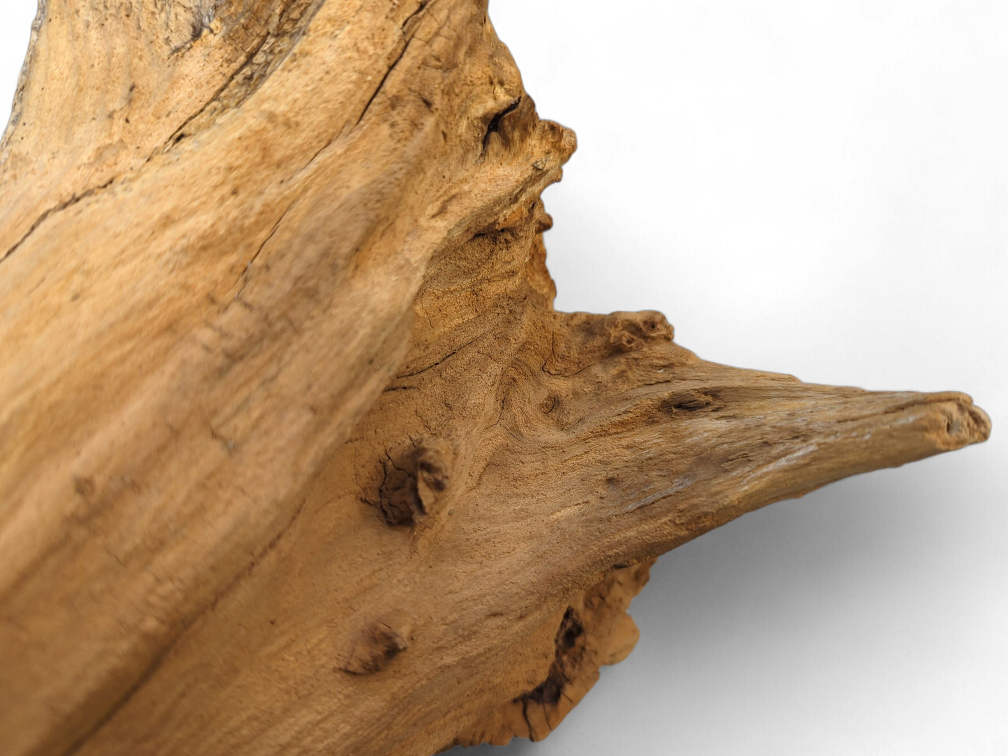 A textured light brown root wood section, displaying prominent grain, several cracks, and a narrow pointed end.