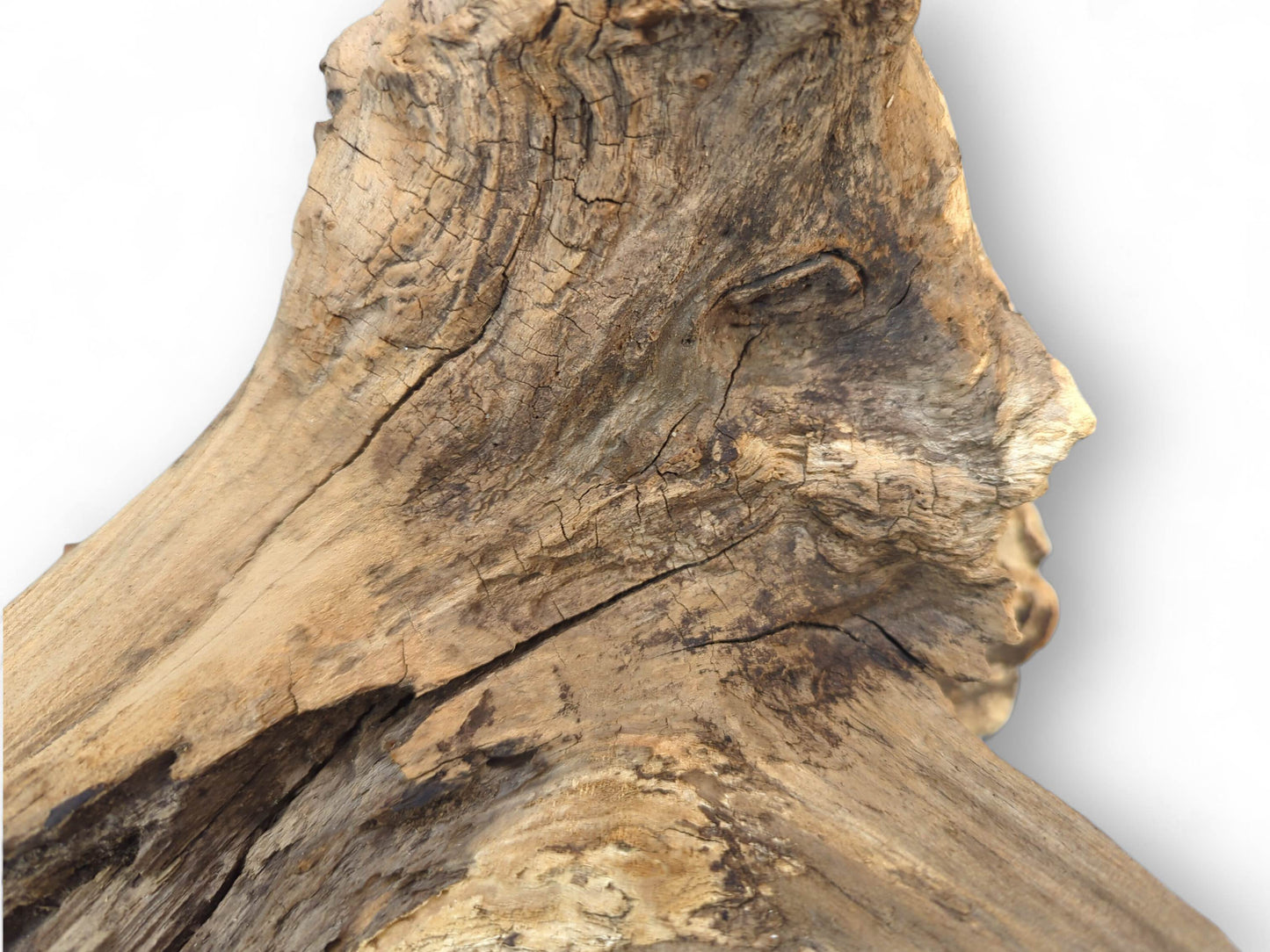 Untreated forest root wood, light and dark brown, shows gnarled texture and deep cracks.