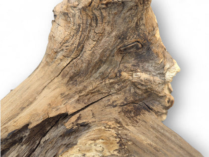 Untreated forest root wood, light and dark brown, shows gnarled texture and deep cracks.