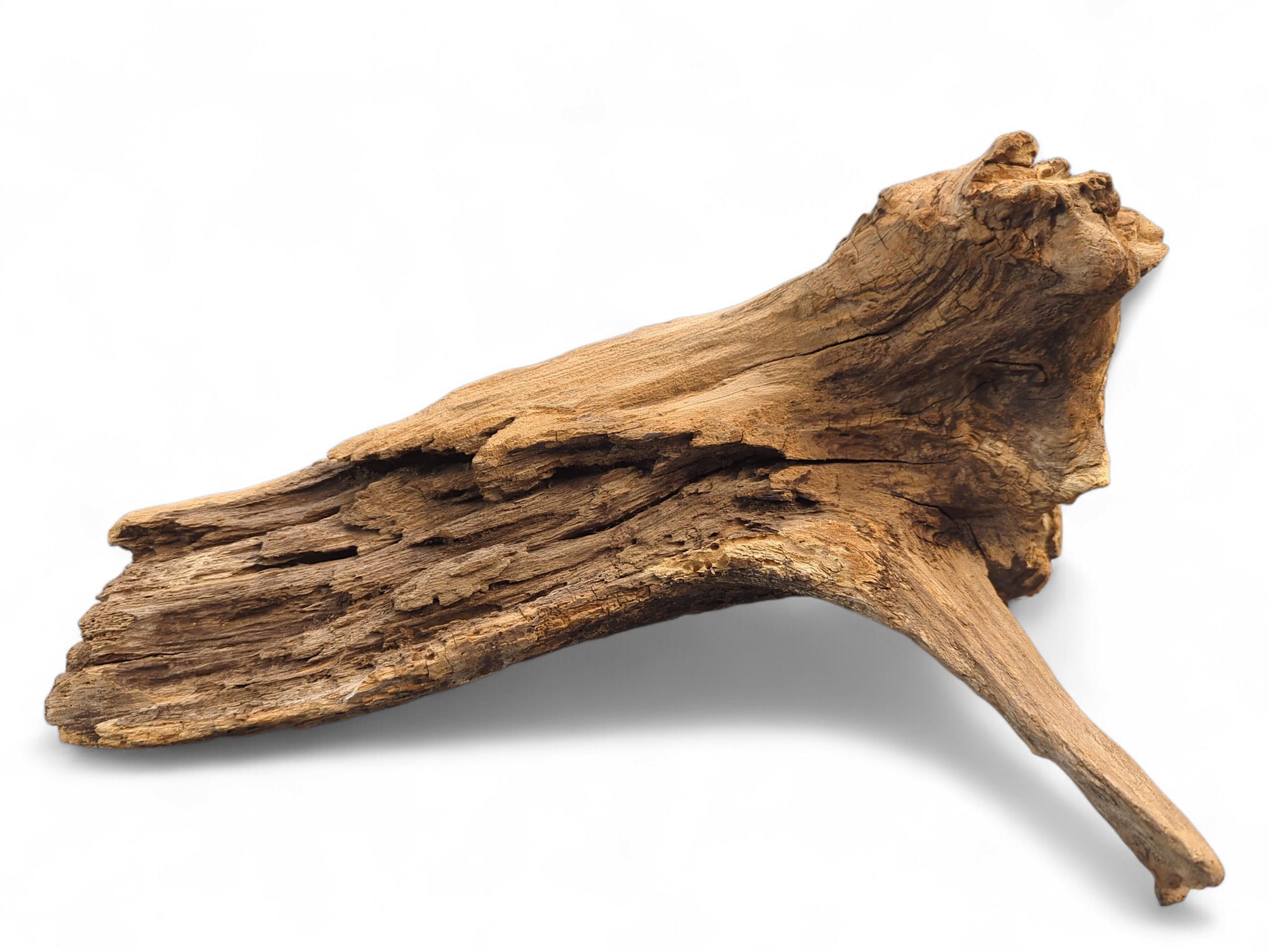 Single piece of light brown driftwood, unevenly shaped, with deep crevices and a rough, gnarled surface.