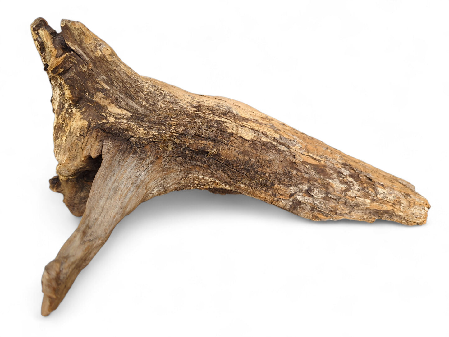 Naturally aged forest root wood piece, irregular shape, with weathered brown and tan tones and rough texture.