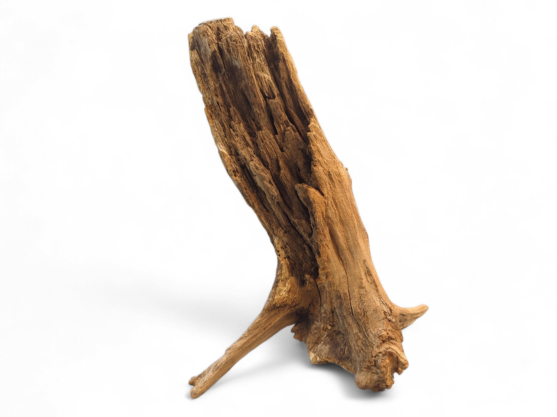Untreated forest root wood, light brown, featuring deep grooves, a gnarled base, and splintered top.