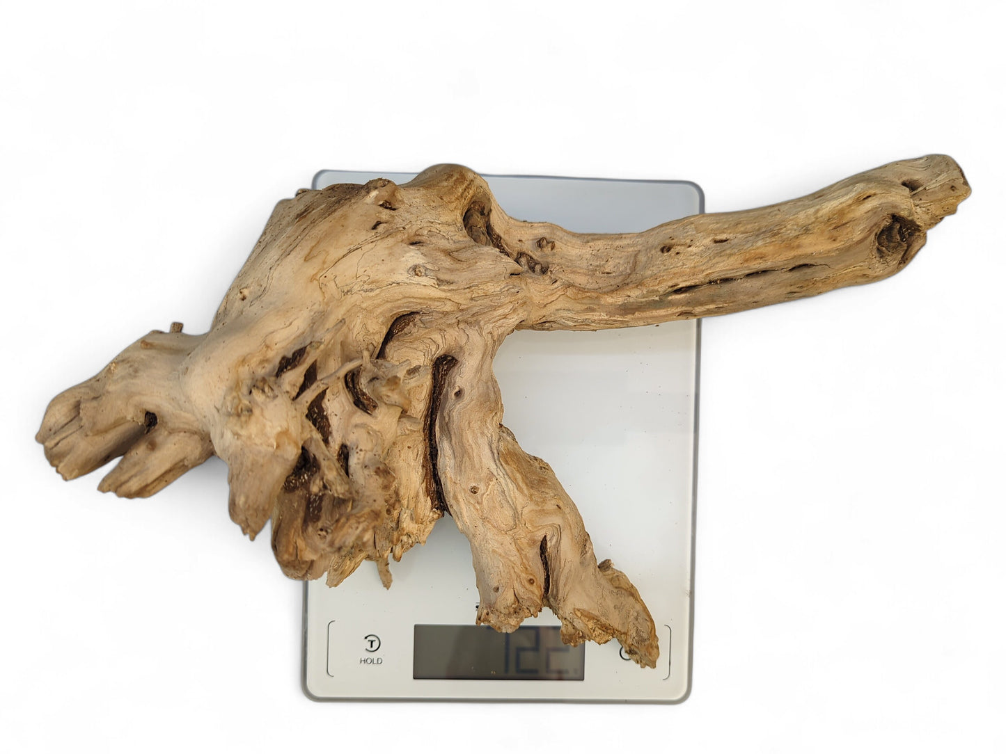 Gnarled, sun-bleached driftwood root, light brown with dark crevices, rests on a digital scale showing 122.