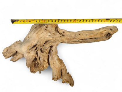 A light beige, gnarled driftwood root sculpture with dark markings, shown below a yellow measuring tape.