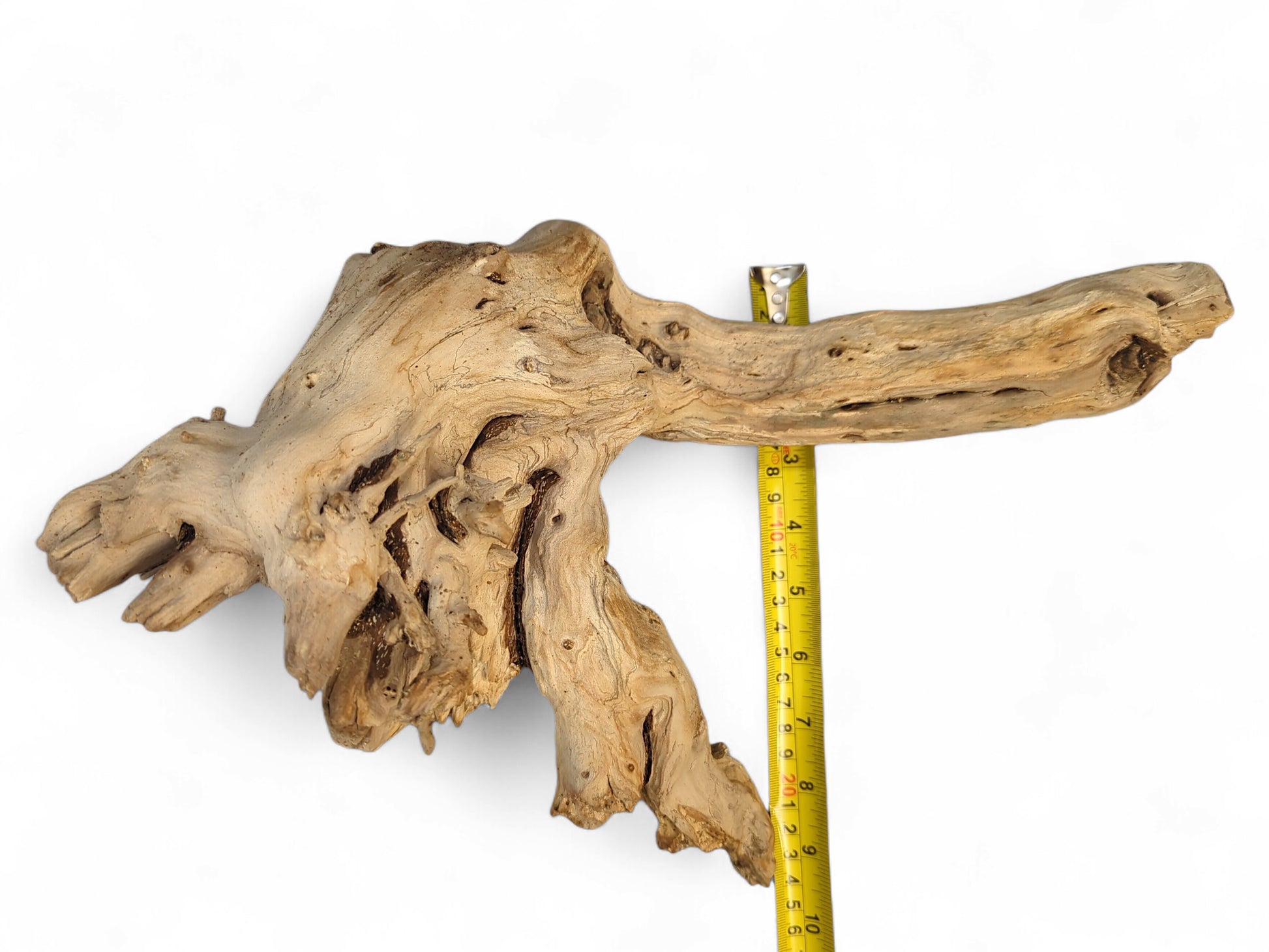 Weathered gnarled driftwood root, light beige, featuring textured surfaces and dark markings beside a yellow measuring tape.