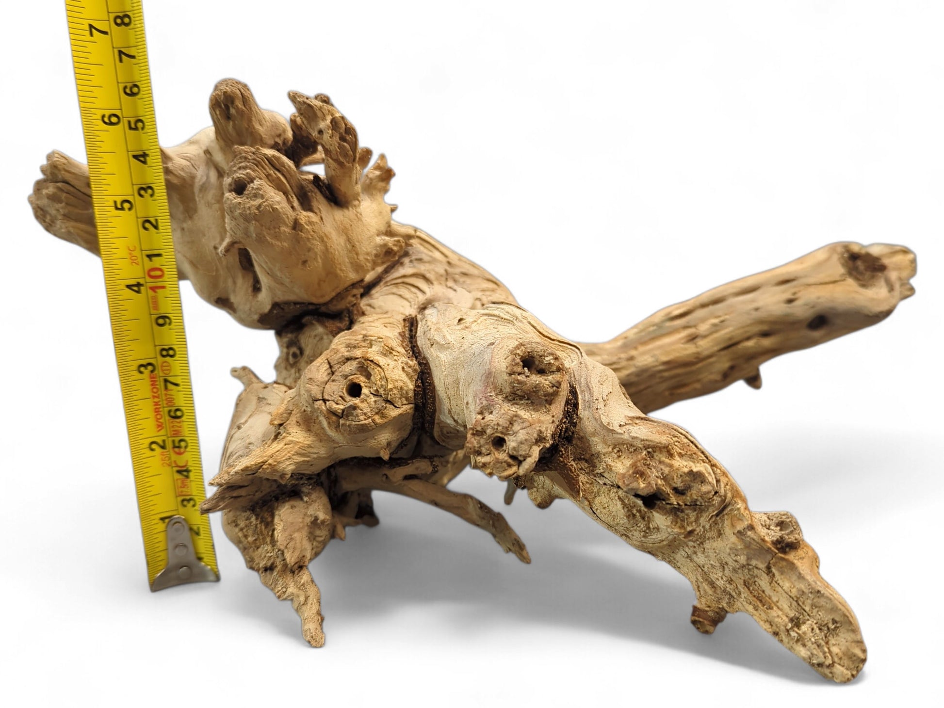 Irregularly shaped, light beige driftwood root with rough texture and dark spots beside a yellow measuring tape.