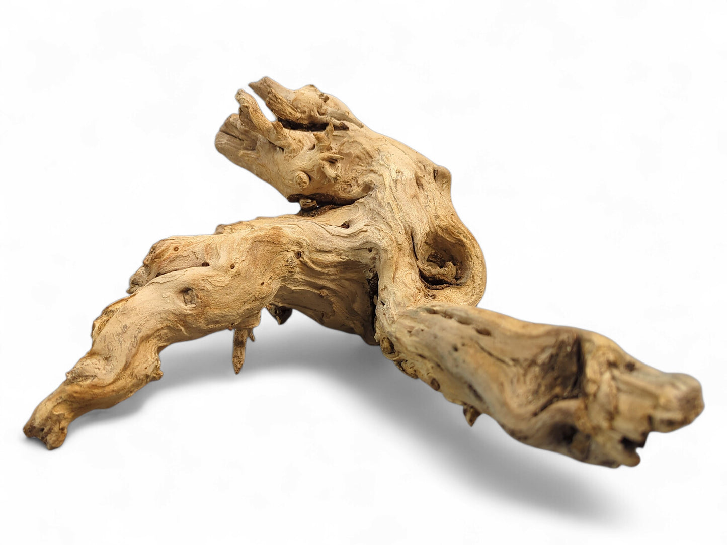 Light beige natural driftwood root sculpture, gnarled with rough textures and darker weathered markings.