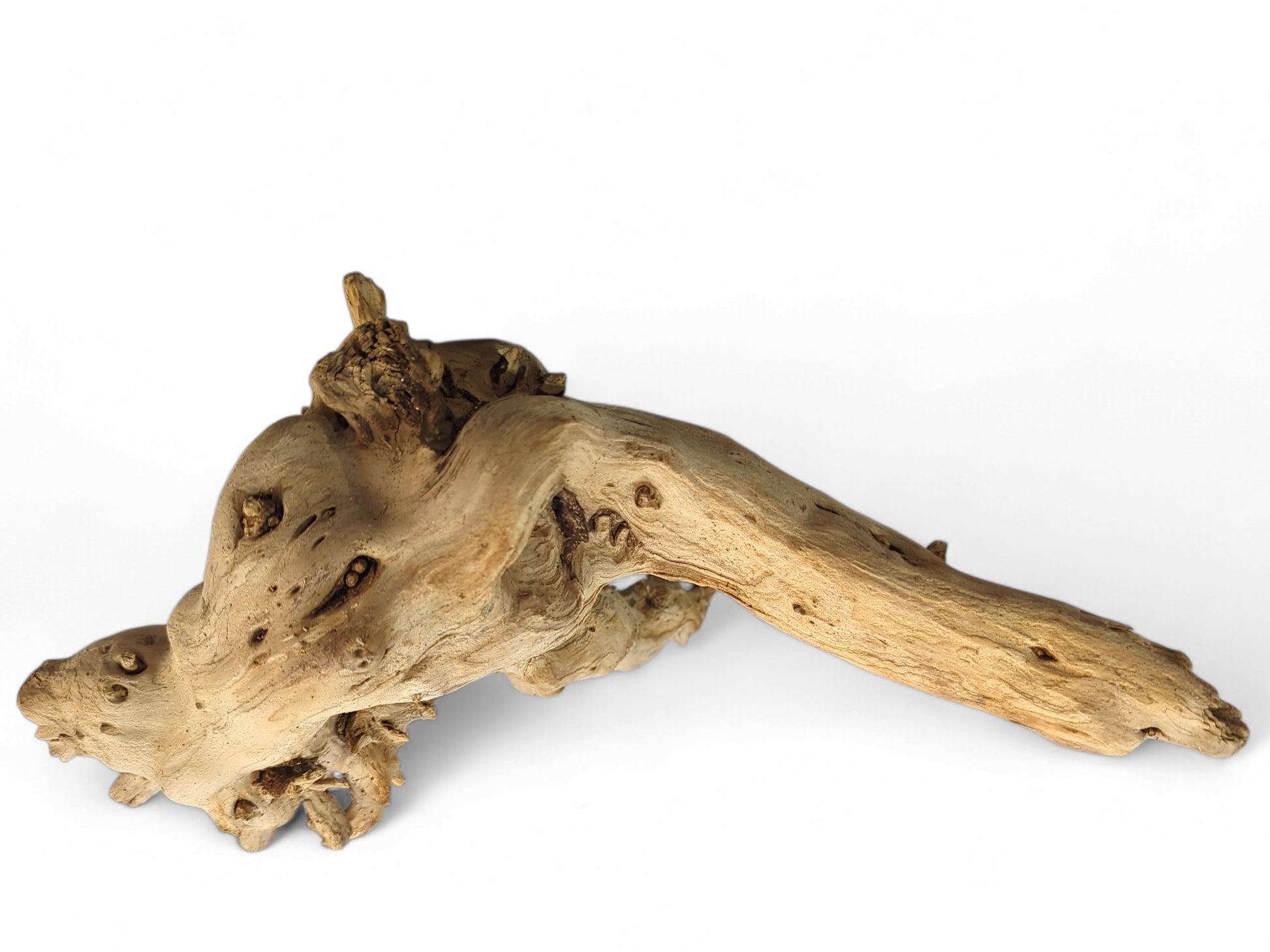 Natural forest driftwood root sculpture, gnarled, sun-bleached, showing textured surfaces and various dark holes.