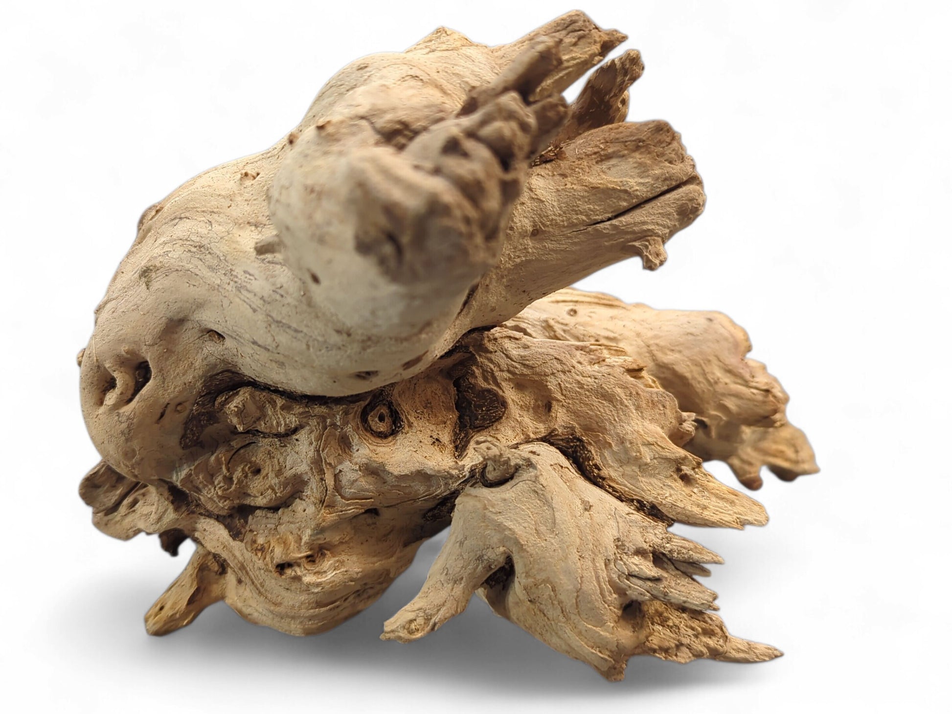 Weathered, gnarled driftwood root sculpture in light beige, showing intricate shapes and varied textures.