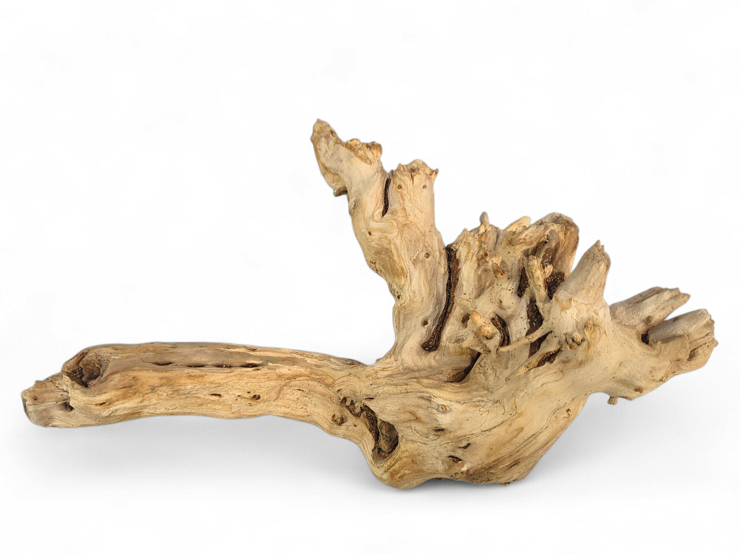 Beige and brown weathered wood piece, naturally shaped with an elongated section and deep hollows.