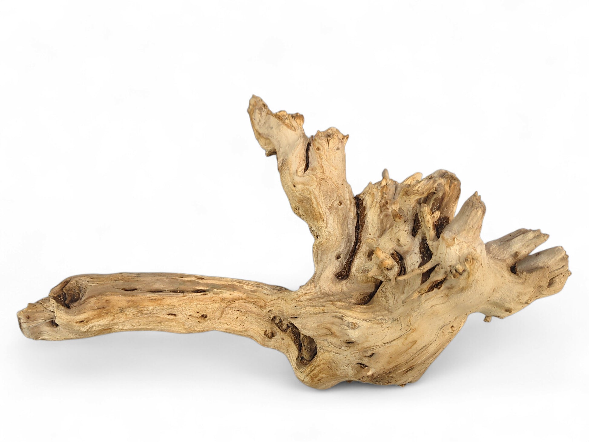 Beige and brown weathered wood piece, naturally shaped with an elongated section and deep hollows.