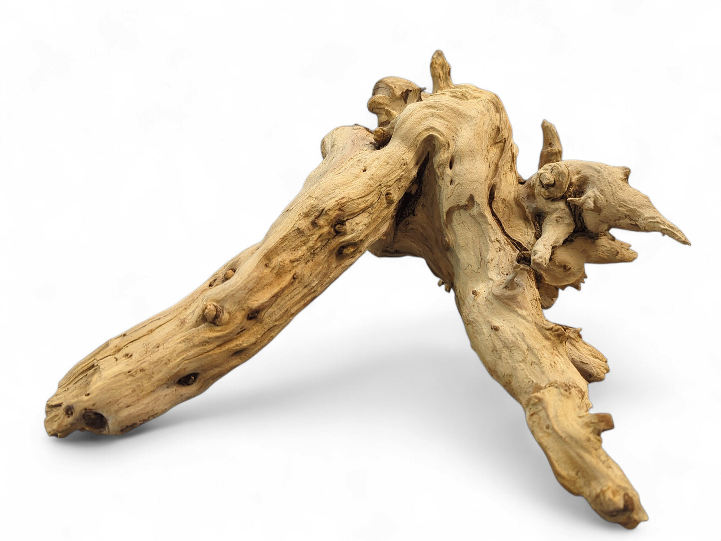 Sun-bleached driftwood root, gnarled and textured, displaying a light brown color with many natural hollows.