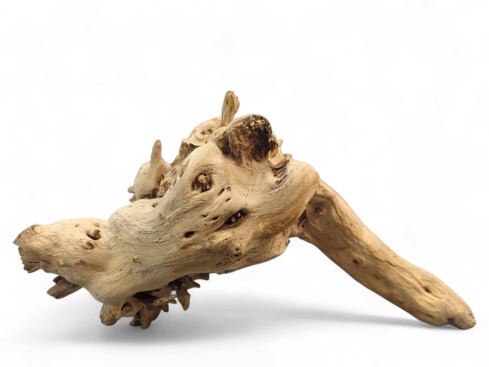 Gnarled, sun-bleached natural driftwood root, showing textured surfaces, an elongated section, and many holes.