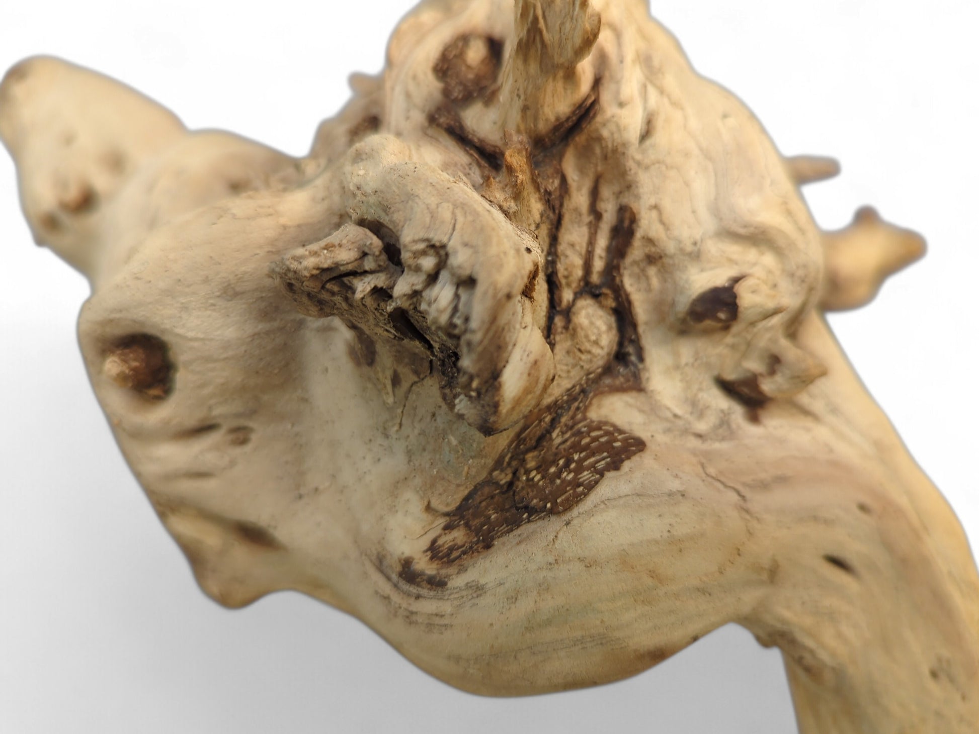 Untreated, sun-bleached natural driftwood root in light beige, showing gnarled textures and darker brown markings.