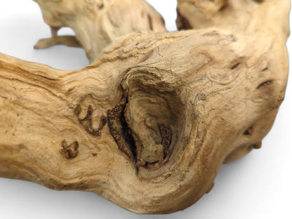 Pale beige driftwood piece, showing a deep dark brown hollow, distinct grain lines, and uneven surface.