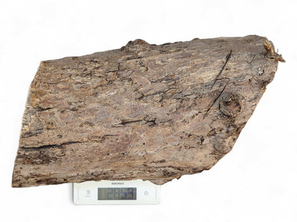 Rough, irregular grey-brown bark piece with gnarled texture, weighing 2859 grams on a white digital scale.