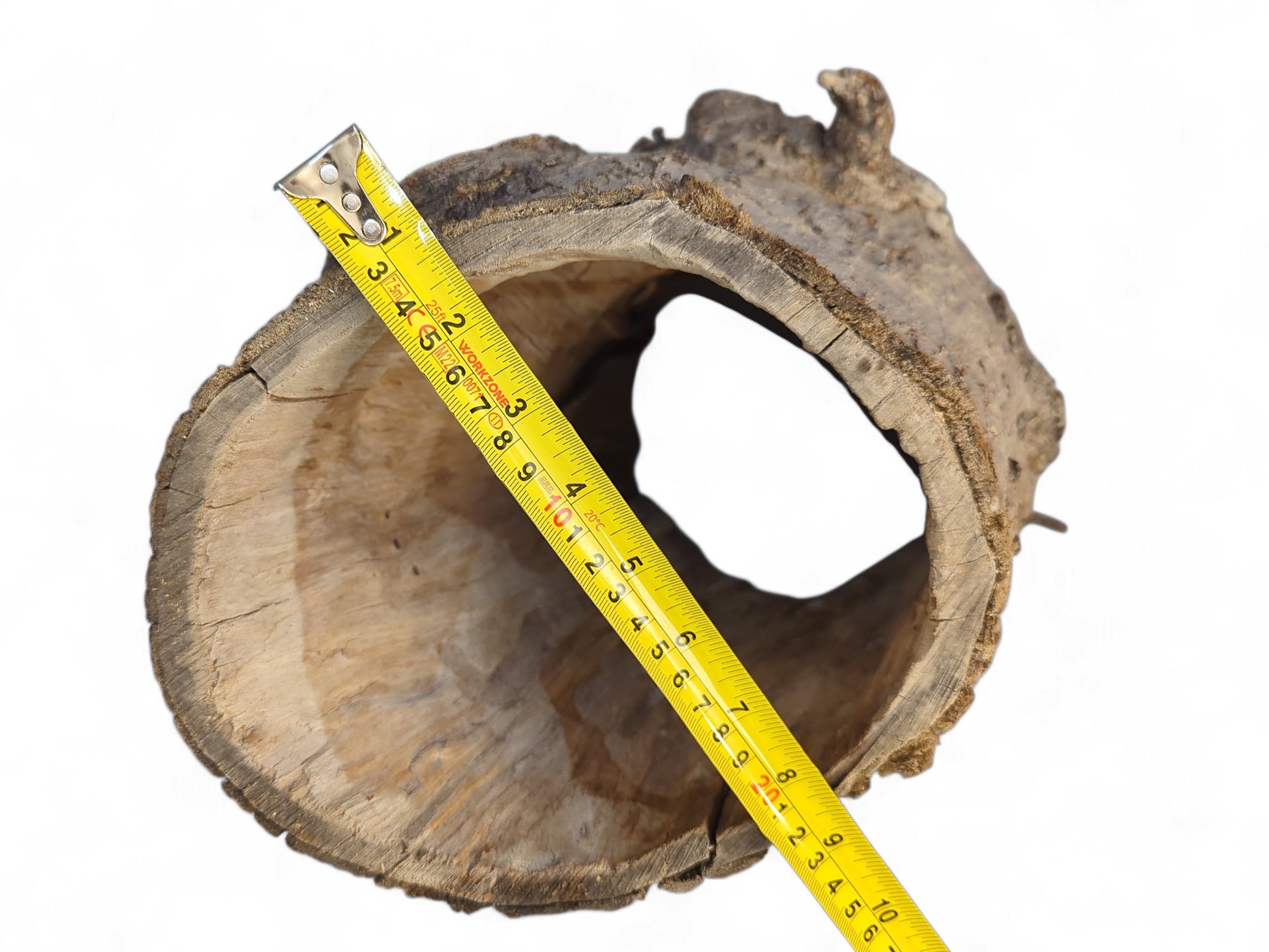 Looking into a hollow, gnarled grey-brown wood log with a visible yellow measuring tape.