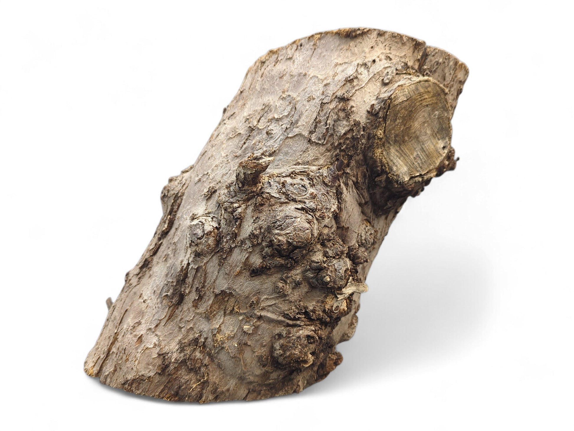 Rough, textured grey-brown hollow log with an irregular shape, prominent branch stub, and visible cut ends.