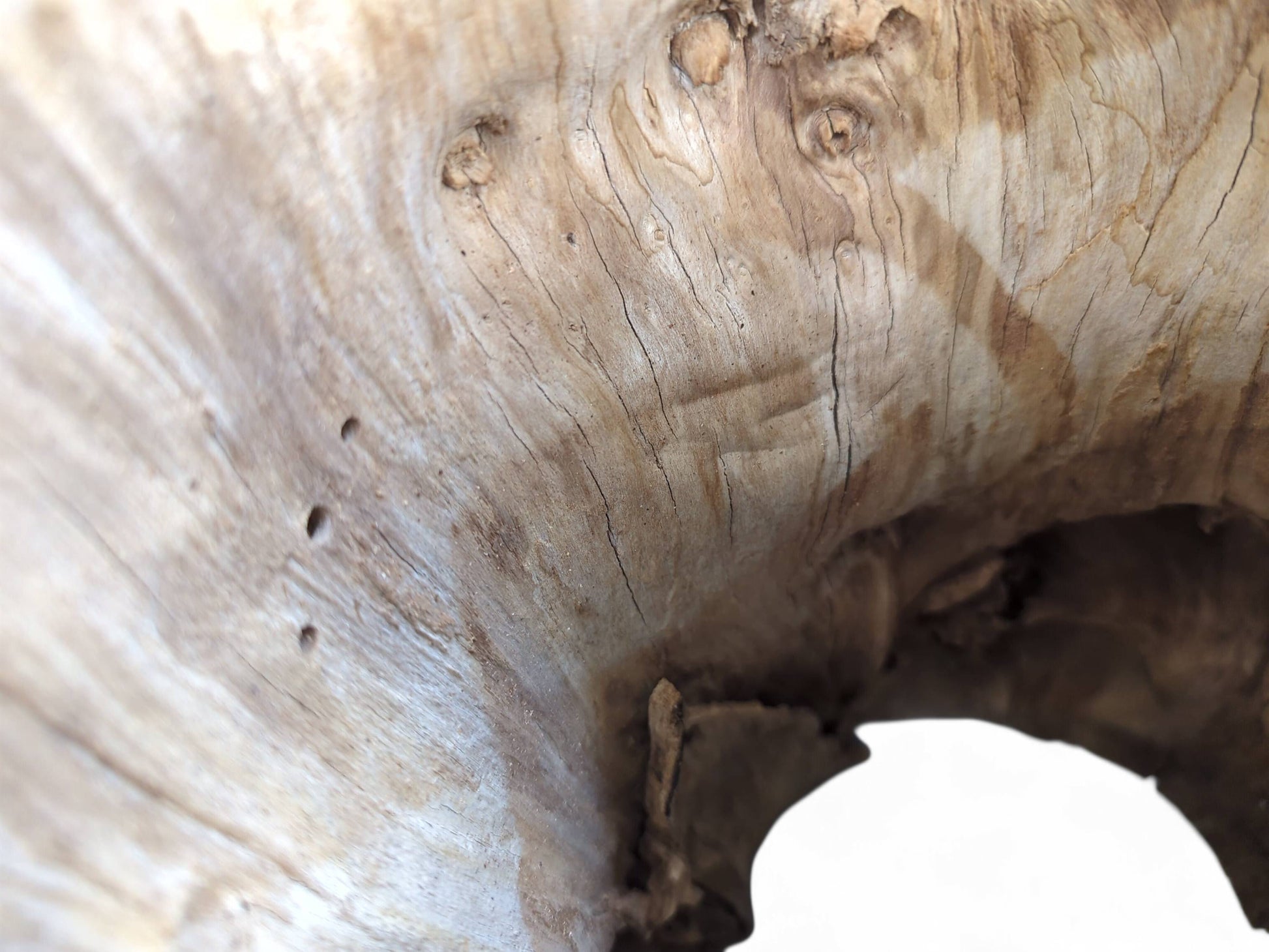 Close-up of a light brown hollow wood log interior showing prominent grain, cracks, and small holes.