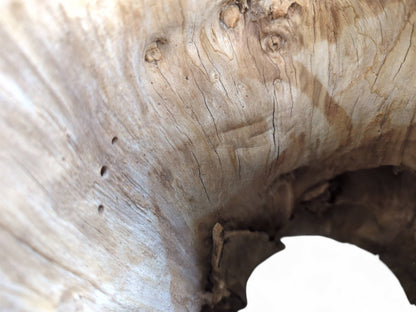 Close-up of a light brown hollow wood log interior showing prominent grain, cracks, and small holes.