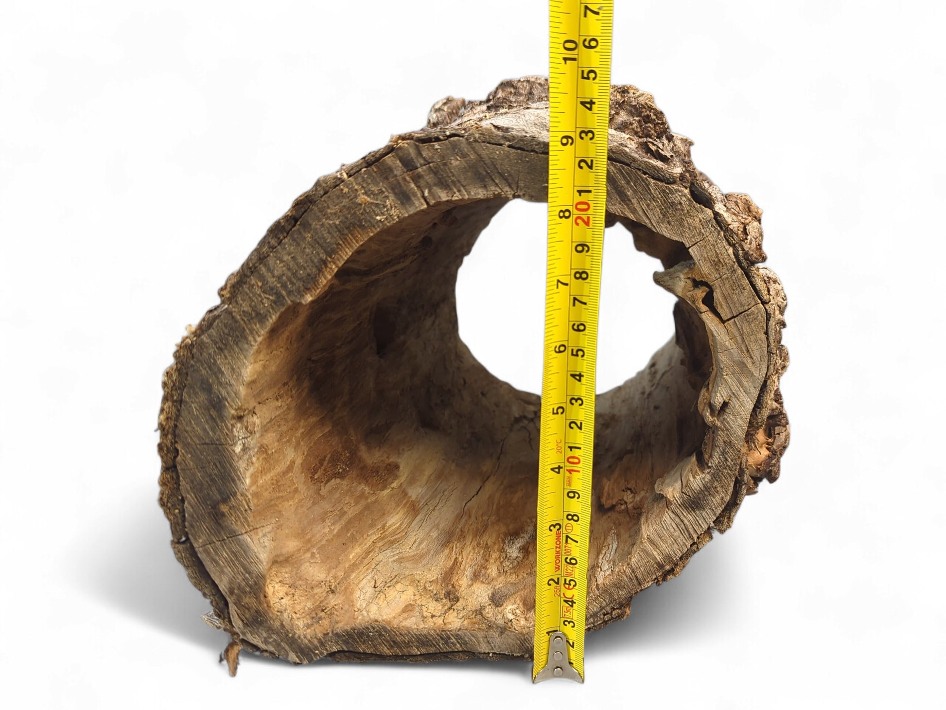 Hollow, gnarled wood log with rough grey-brown bark and natural interior, measured by a yellow tape.
