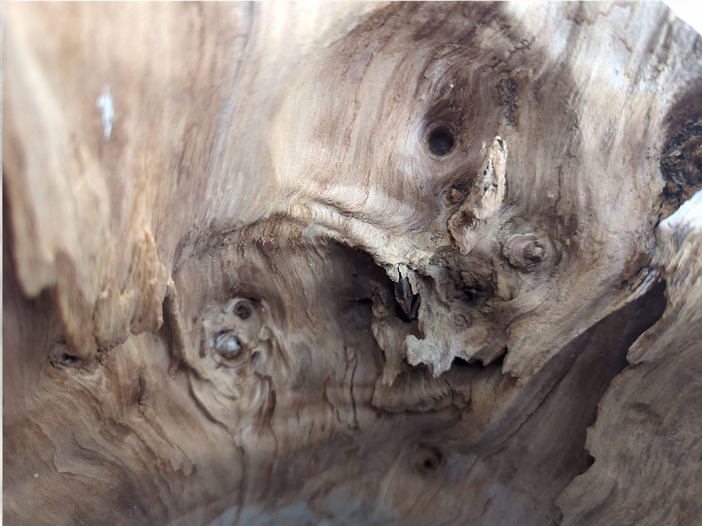Natural light brown wood features deeply gnarled texture, swirling grain, small holes, and prominent knots.